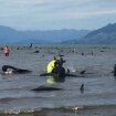 На берег Нової Зеландії викинулися сотні китів